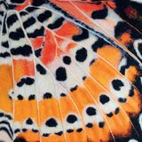 Leopard Lacewing Butterfly by Dani Ives