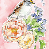 White Throated Sparrow by Caverly Smith